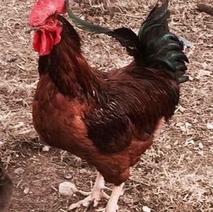 Meet your Posher, Missy